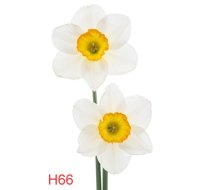 H66