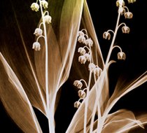 TH_50029 a
