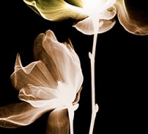 TH_50029 c