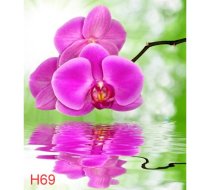 H69