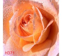 H371