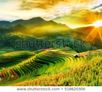 stock-photo-plant-isolated-on-white-background-1215838111