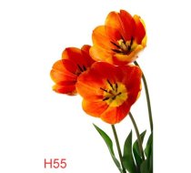 H55
