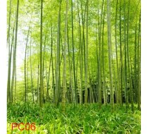 PC06