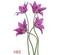 H65