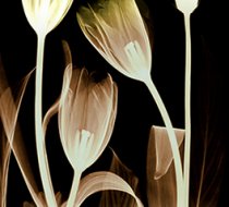 TH_50029 b