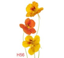 H56