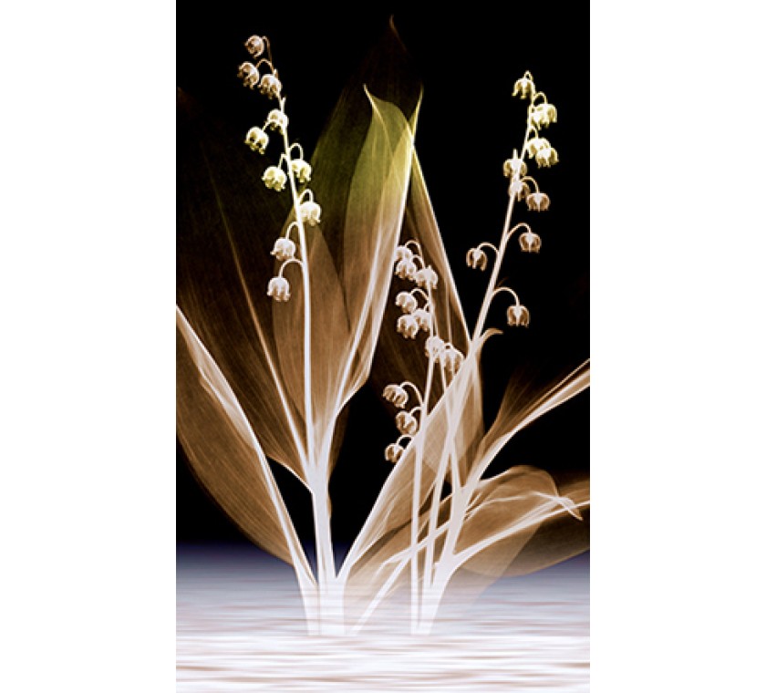TH_50029 a