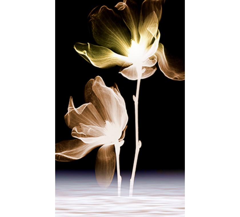 TH_50029 c