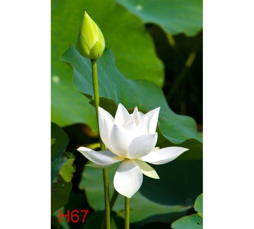 H64