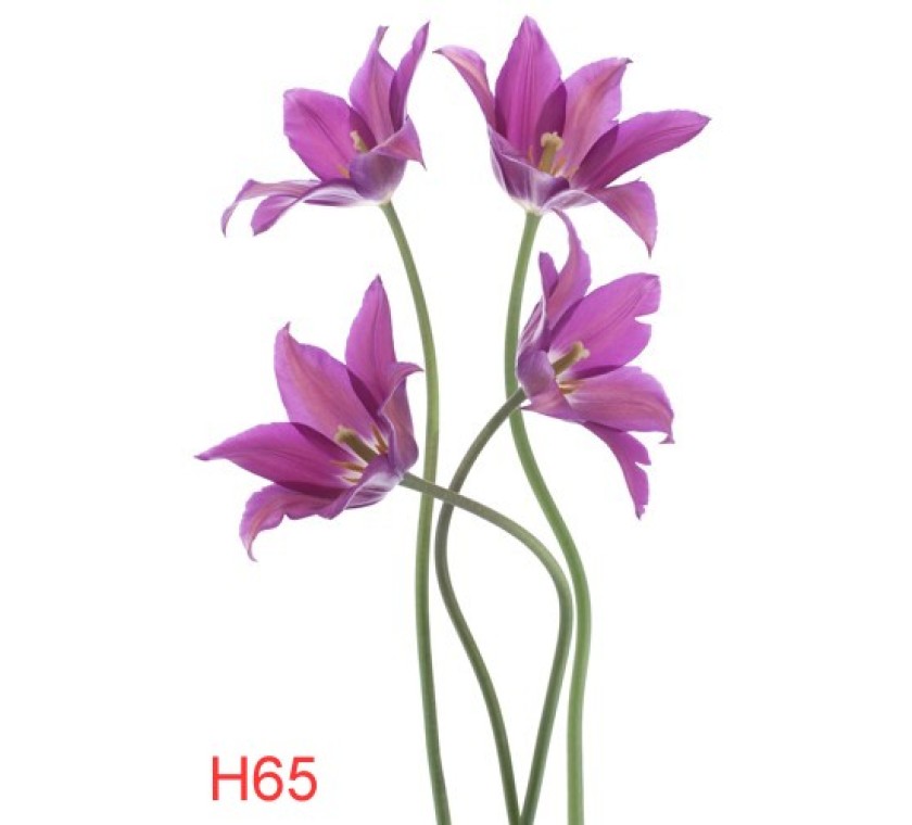 H65